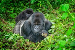 Which species of gorillas are most at risk and in need of rescue?