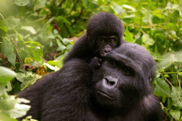 What is the impact of habitat loss on the need for gorilla rescue?