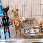 What are the largest animal rescues in the world?