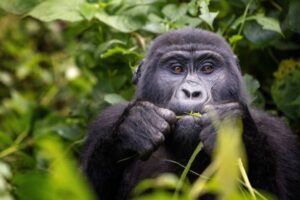 Which organizations are leading the way in gorilla rescue and rehabilitation?