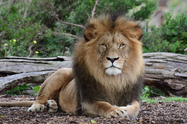 Can you adopt a rescued lion as a pet, and should you?