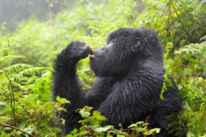Why do gorillas face threats that require rescue and conservation efforts?