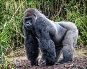 Can captive gorillas be successfully reintroduced into the wild through rescue programs?